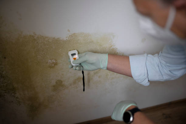 Best Mold Damage Repair  in Naples, FL