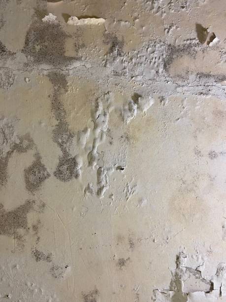 Best Professional Mold Removal  in Naples, FL
