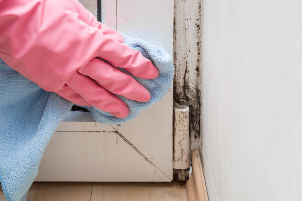 Professional Mold Removal in Naples, FL